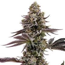 Blueberry Cupcake feminized cannabis seeds