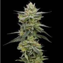 Hella Jelly feminized cannabis seeds