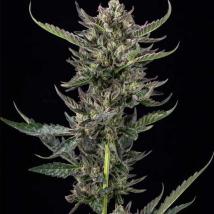 Notorious THC feminized cannabis seeds