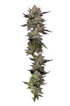 Poddy Mouth feminized cannabis seeds