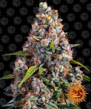 Strawberry Cheesecake Auto cannabis seeds