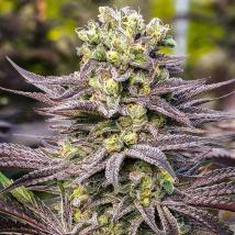 Oracle Octane feminized cannabis seeds