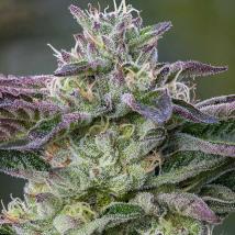 The Sin feminized cannabis seeds