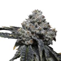 Tangie Punch 