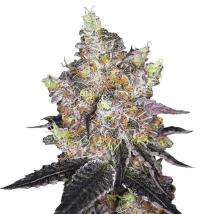 Watermelon Punch Auto 