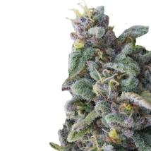 Rainbow Candy Auto cannabis seeds