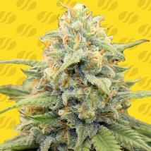 Apple Fritter Auto