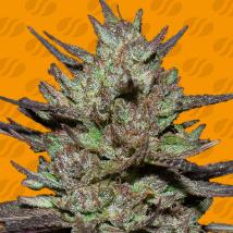 Pink Rozay feminized cannabis seeds