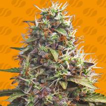 Pellezino Cookies feminized cannabis seeds