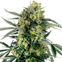 Blueberry Z Auto