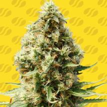 Frosted Guava Auto cannabis seeds