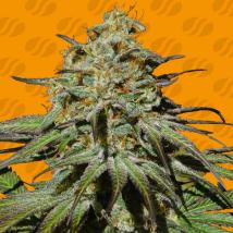 Jealousy feminized cannabis seeds