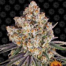 Ice Cream Cake feminized cannabis seeds