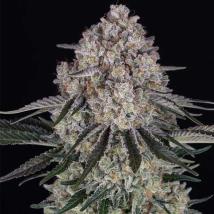 Sour Diesel Auto