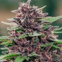 Toffee Pudding Auto cannabis seeds