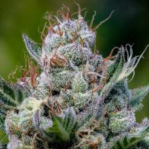 Green Apple Juice Auto cannabis seeds