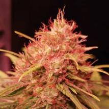 Fruity Gas