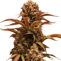 Purple Ryder Auto cannabis seeds