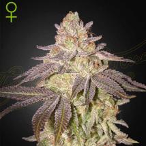 Black Toffee Auto cannabis seeds