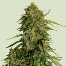 Atlas F1 CBD Auto