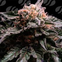 Banana Fumes feminized cannabis seeds