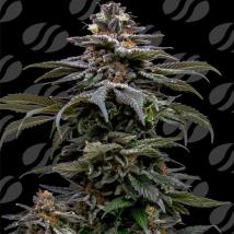 Purple Overload feminized cannabis seeds
