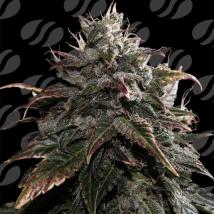 Papaya Stank feminized cannabis seeds