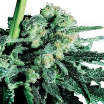 Sensi Skunk bulk cannabis seeds