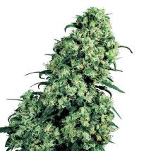 Skunk # 1 bulk cannabis seeds