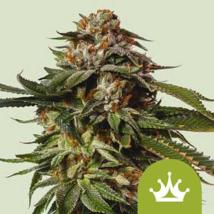 Special Queen #1 Auto bulk cannabis seeds