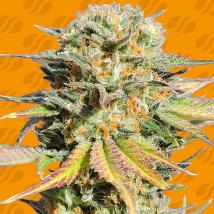 Bruce Banner 3 bulk cannabis seeds