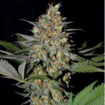 Best Seller - White Widow x AK47 Early