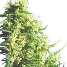 Best Seller - Thai Tanic