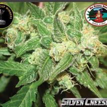 Silver Cheese