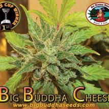 Best Seller - Big Buddha Cheese