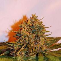 Northern Light x Big Bud Auto