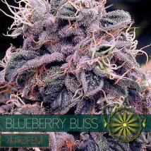 Blueberry Bliss