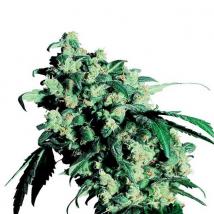 Super Skunk Cannabis Seeds