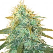 Best Seller - Skunk # 1