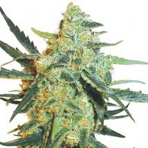 Best Seller - Blueberry Skunk