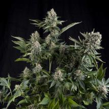 White Widow feminized cannabis seeds