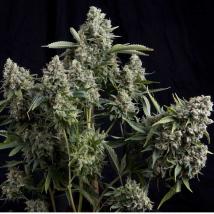 Tutankhamon feminized cannabis seeds