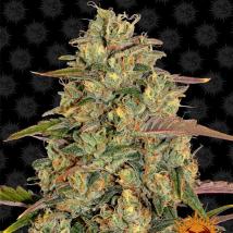 Amnesia Lemon