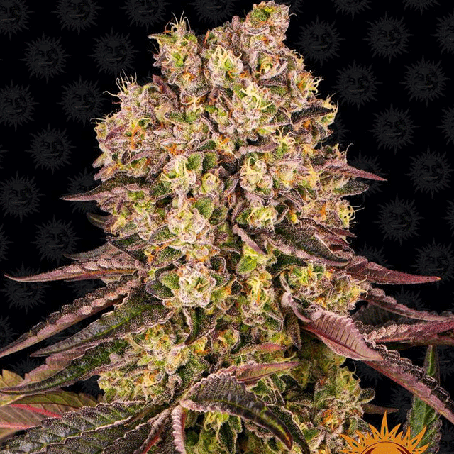 Buy Barneys Farm Seeds Runtz Muffin FEM Buy Barneys Farm Seeds Runtz Muffin FEM
