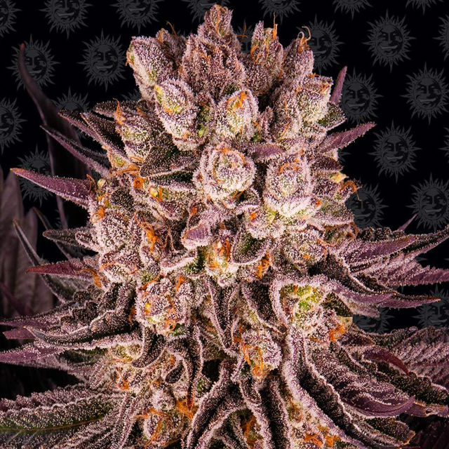 Buy Barneys Farm Seeds Mimosa x Orange Punch FEM