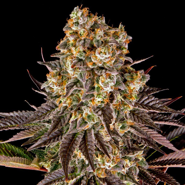 Gelato #45