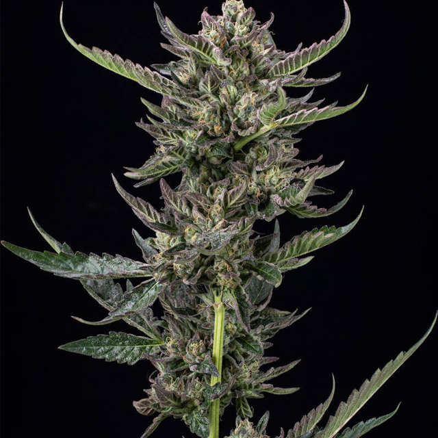 Buy Humboldt Seed Company Notorious THC FEM Buy Humboldt Seed Company Notorious THC FEM