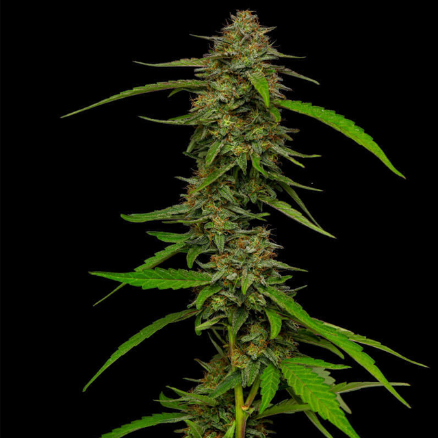 Buy Humboldt Seed Company Strawberry Cheesecake FEM Buy Humboldt Seed Company Strawberry Cheesecake FEM