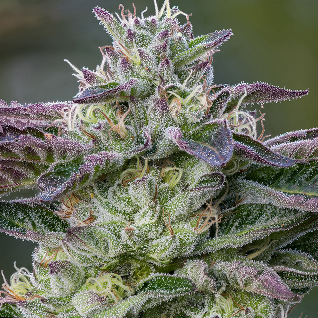 Buy Anesia Seeds The Sin FEM Buy Anesia Seeds The Sin FEM