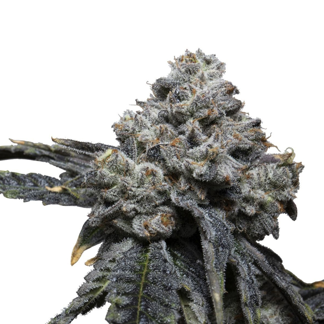 Buy Growers Choice Tangie Punch  FEM